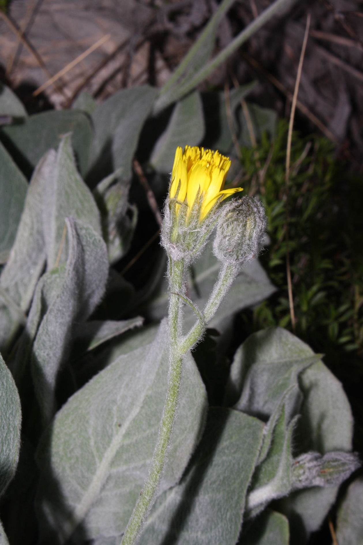 Hieracium tomentosum  / Sparviere lanoso